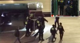 Wolf bites woman in a shopping area in Germanyâs 2nd-biggest city